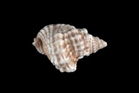 藏品(扭法螺)的圖片